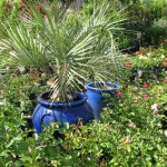 Container Grdn 3 2010