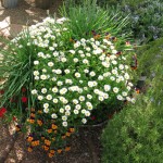 Container Grdn 4 2010
