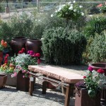 Container Grdn 6 2010
