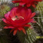 Desert Grdn 1 2006