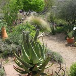 Desert Grdn 2 2010