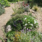 Desert Grdn 3 2010