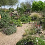 Desert Grdn 4 2010