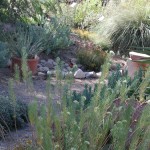 Desert Grdn 6 2000