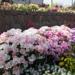 Flower Grdn 3 2010