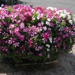 Flower Grdn 4 2010