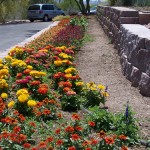 Flower Grdn 6 2005