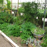 Herb Grdn 2 2010