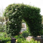 Rose Grdn 1 2010