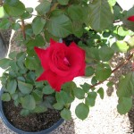 Rose Grdn 2 2010