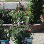 Rose Grdn 6 2008