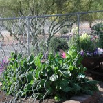 Veggie Grdn 1 2010