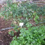 Veggie Grdn 2 2010