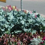 Veggie Grdn 3 2010