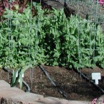 Veggie Grdn 4 2010