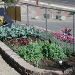 Veggie Gardens
