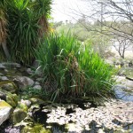 Water Grdn 5 2010